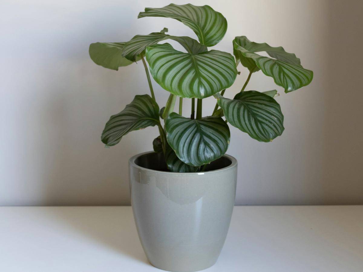 ilustrasi tanaman calathea orbifolia (unsplash.com/Gigi Visacri)