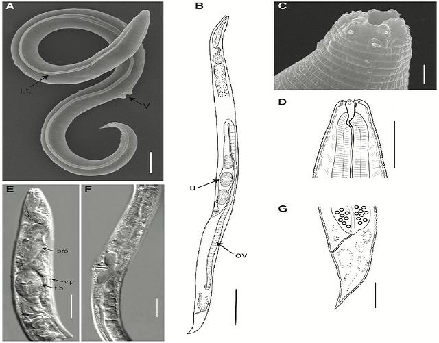 5 Fakta Nematoda Purba Siberia, Hidup Lagi setelah 46.000 Tahun Mati
