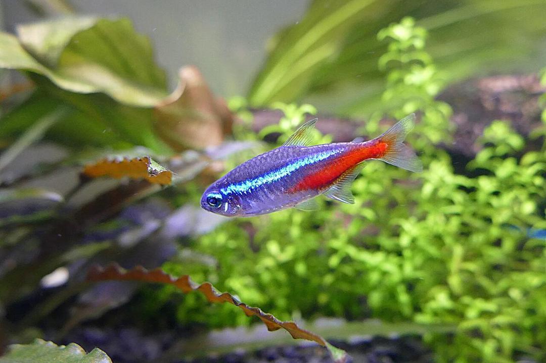 Mengenal Neon Tetra, Ikan Hias Cantik Anggota Genus Paracheirodon