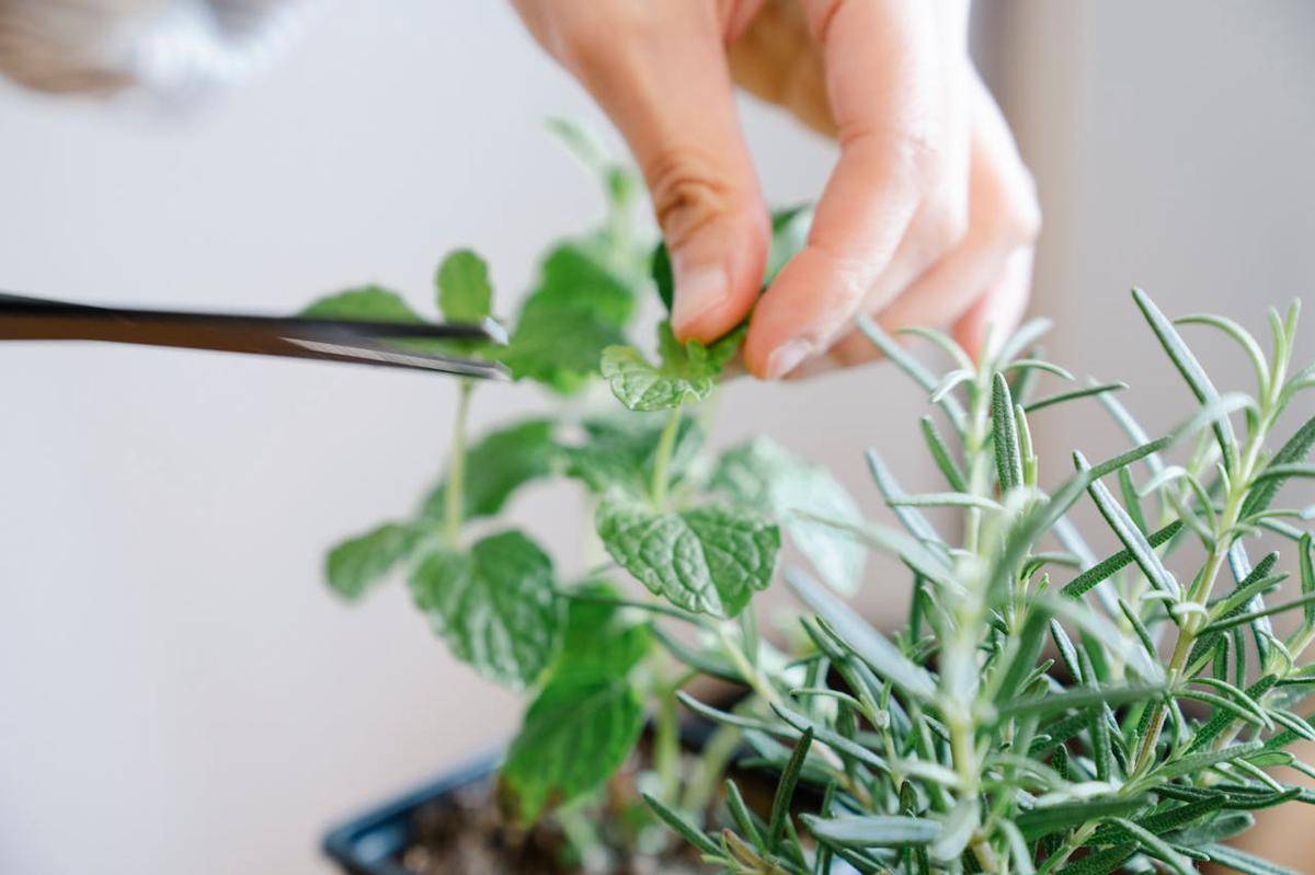 potret daun mint (pexels.com/Felicity Tai)