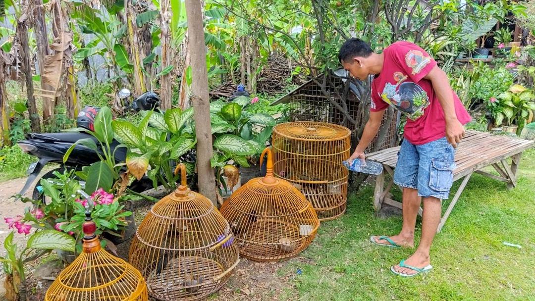 Tukang Rosok di Magetan Sukses Budidaya Ayam Hutan Hijau