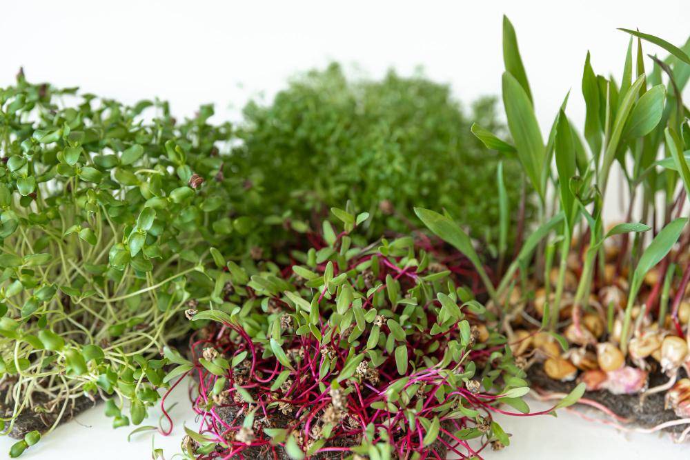 ilustrasi aneka microgreen (freepik.com/pvproductions)