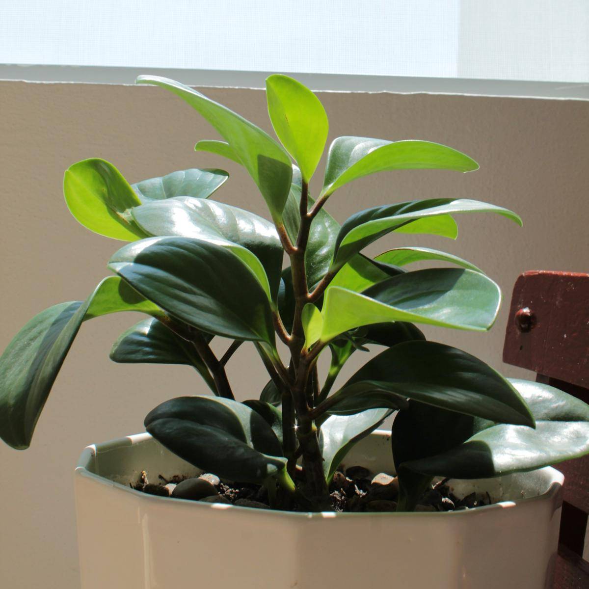 ilustrasi baby rubber plant (unsplash.com/Alda González-Cuevas)