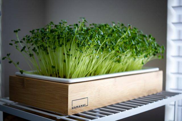 ilustrasi microgreen brokoli