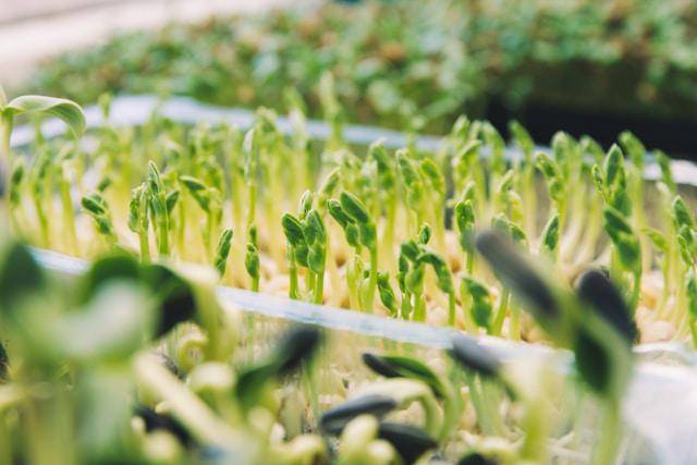 ilustrasi microgreen bayam hijau