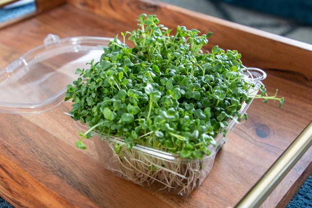 ilustrasi microgreen kembang kol