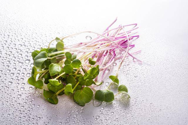 ilustrasi microgreen kemangi