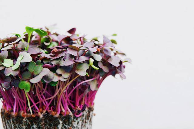 ilustrasi microgreen di rumah (unsplash.com/Devi Puspita Amartha Yahya)