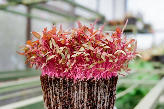 ilustrasi microgreen bayam