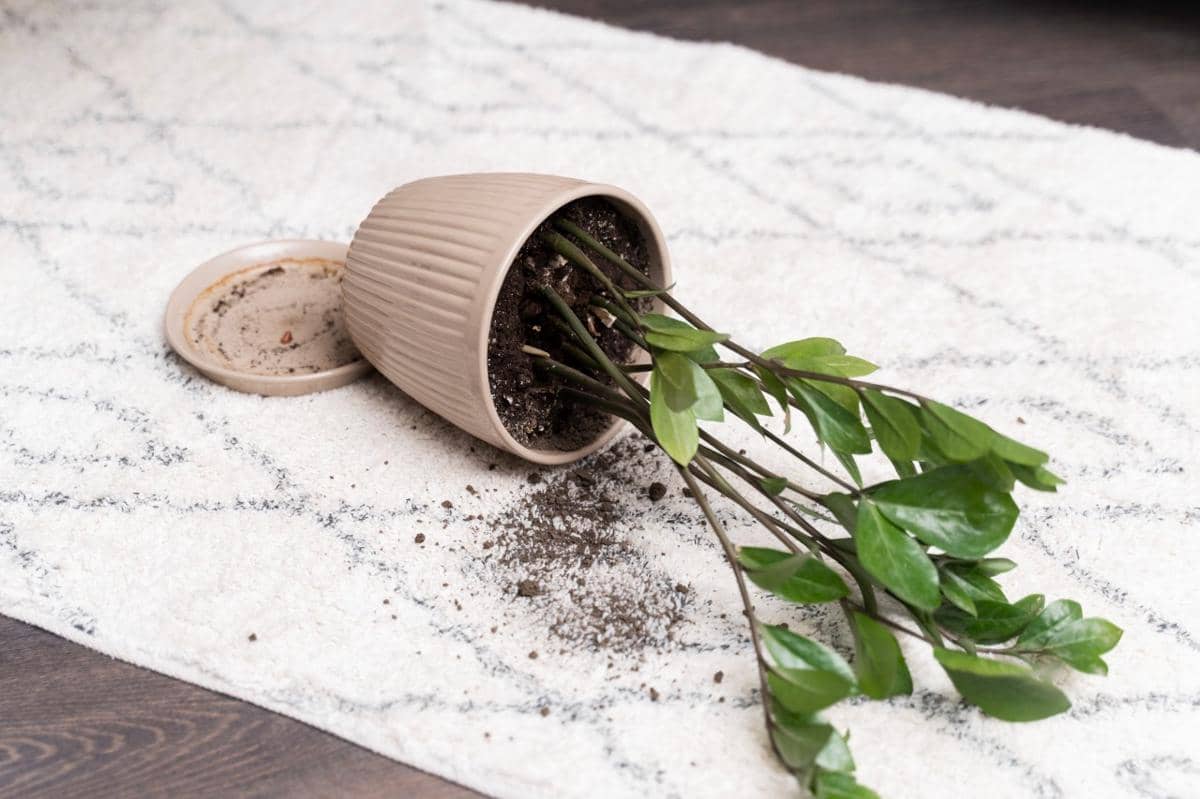 ilustrasi tanaman layu