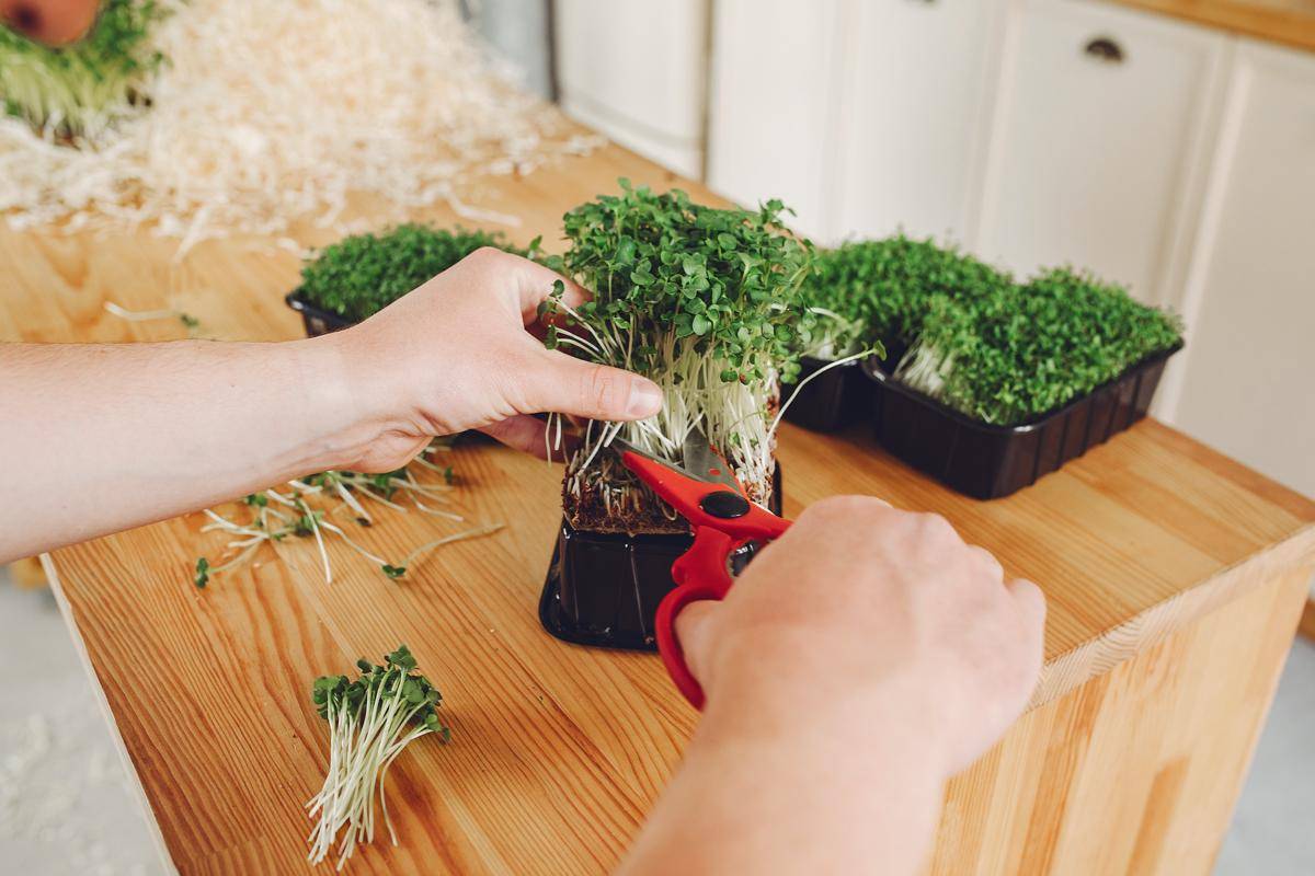 ilustrasi berkebun microgreen