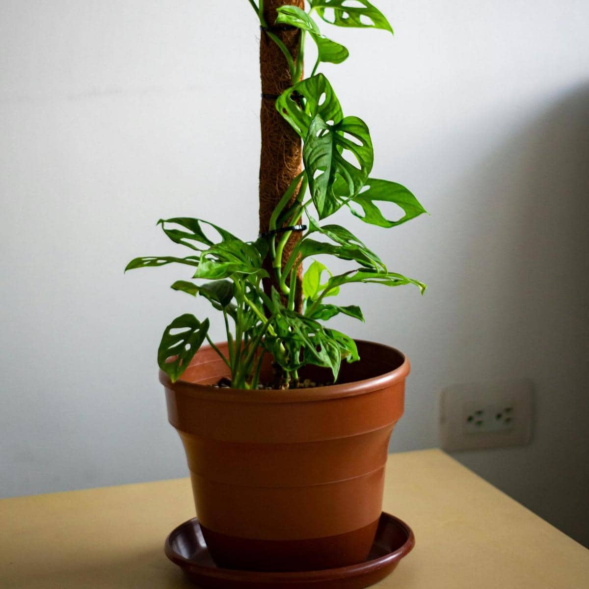 ilustrasi tanaman janda bolong mini (pexels.com/Jardín De Neko)