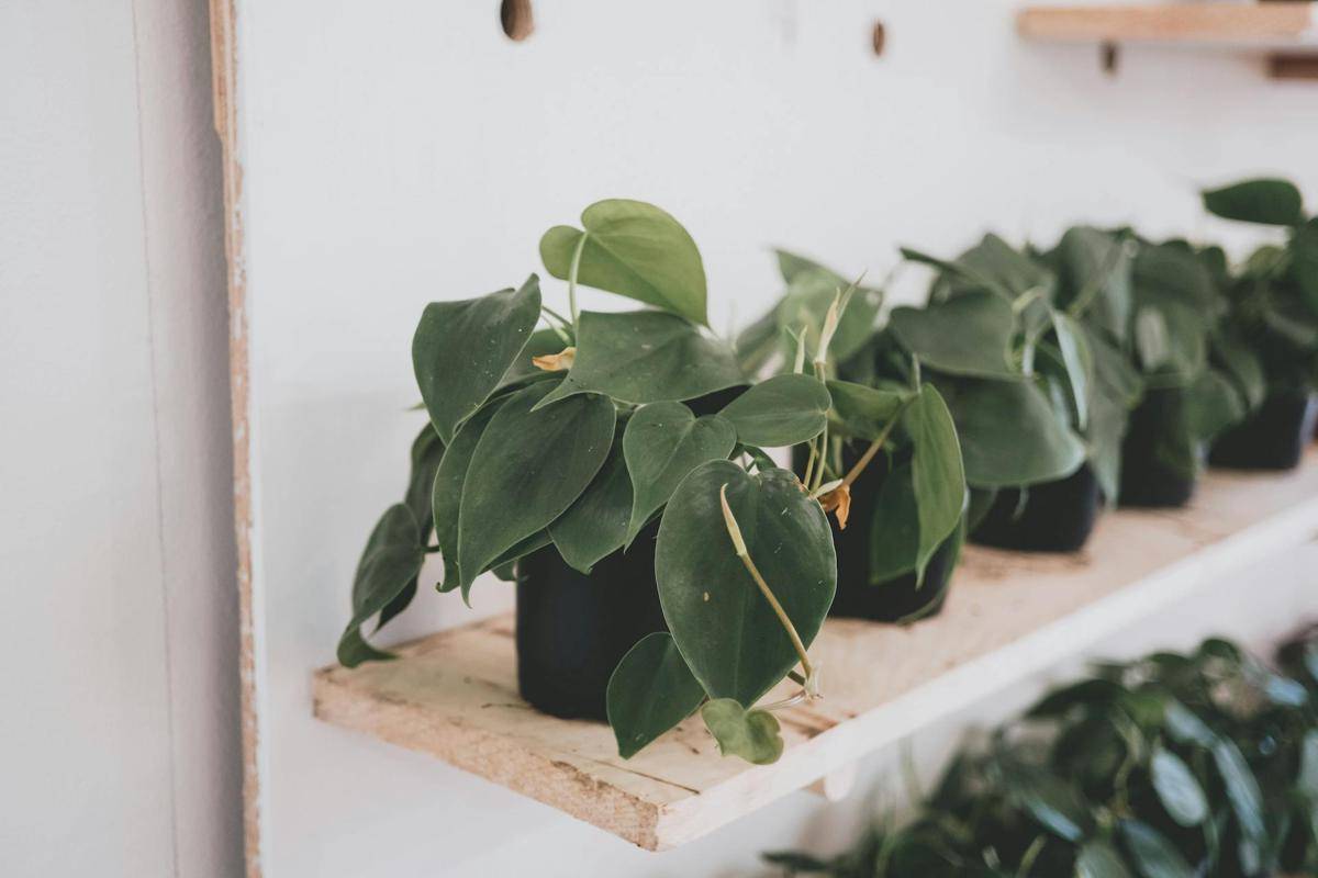 ilustrasi tanaman heartleaf philodendron (pexels.com/Joshua Mcknight)