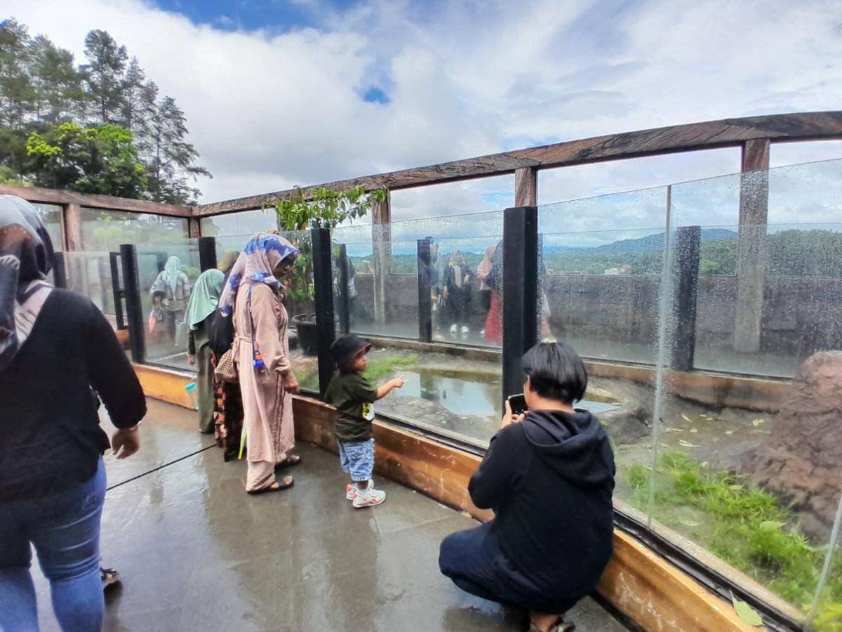 Wisatawan melihat harimau di TMSB Bukittinggi (Foto: IDN Times/Halbert Caniago)