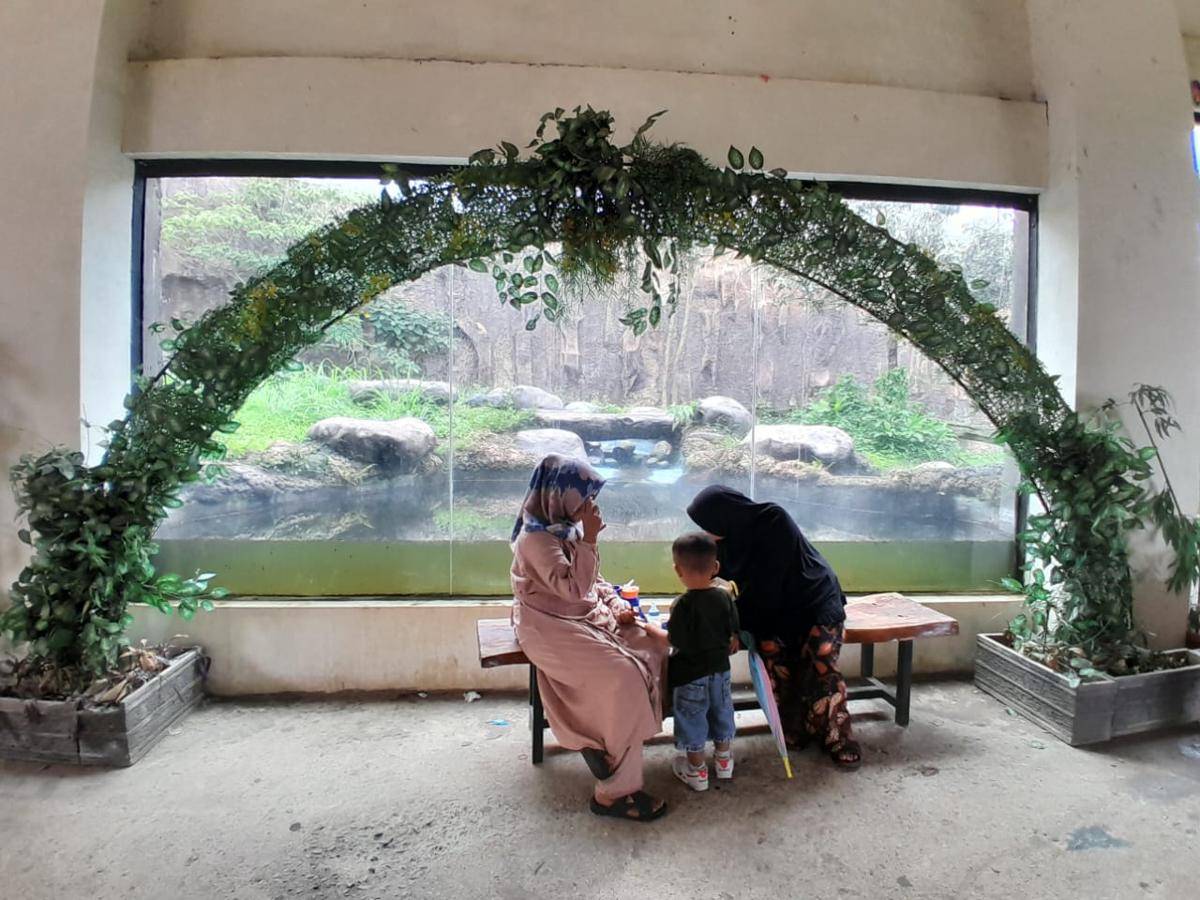 Wisatawan melihat bayi harimau di TMSB Bukittinggi (Foto: IDN Times/Halbert Caniago)