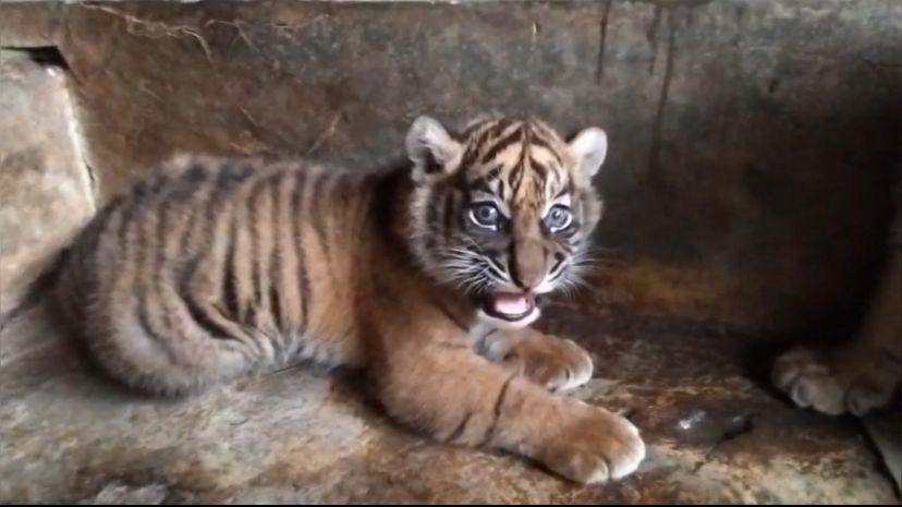 Bayi Harimau di Kebun Binatang Bukittinggi Mati, Kekurangan Nutrisi?