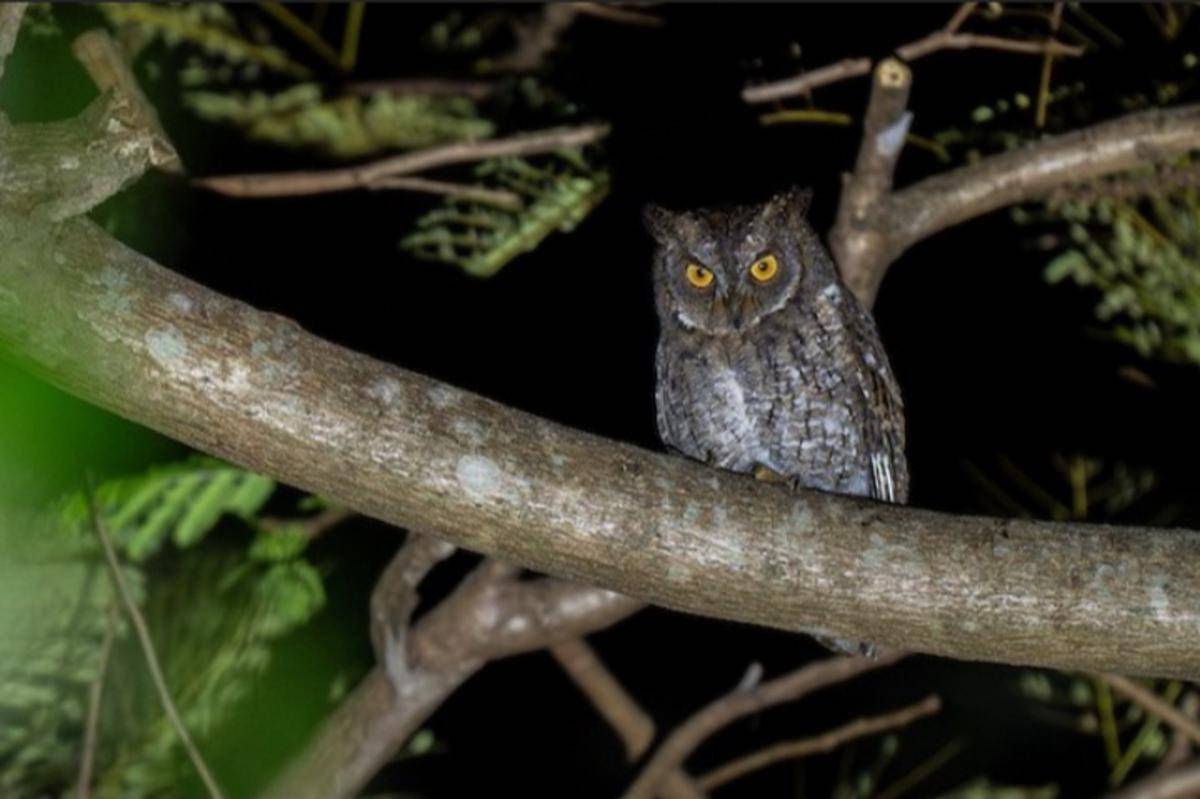 Burung Celepuk Rinjani (Otus jolandae) (search.macaulaylibrary.org/Forest Botial-Jarvis)