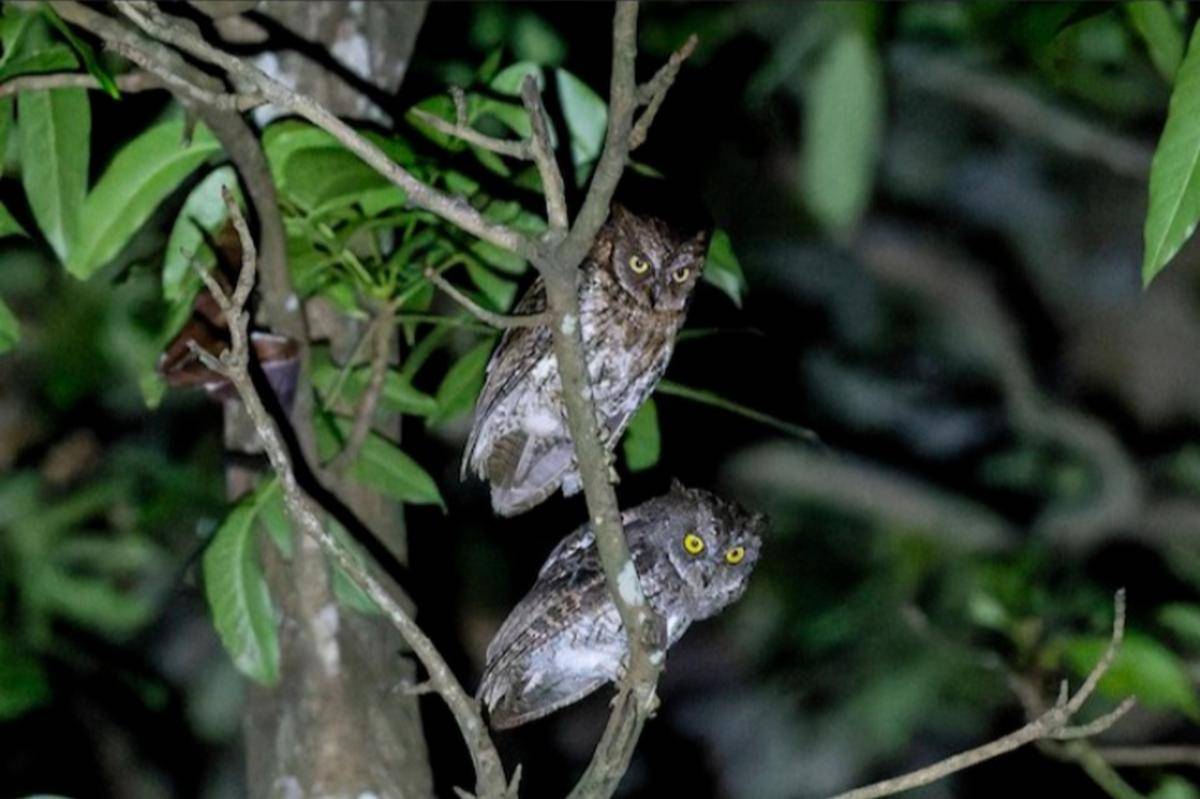 Burung Celepuk Rinjani (Otus jolandae) (search.macaulaylibrary.org/Dana Cameron)