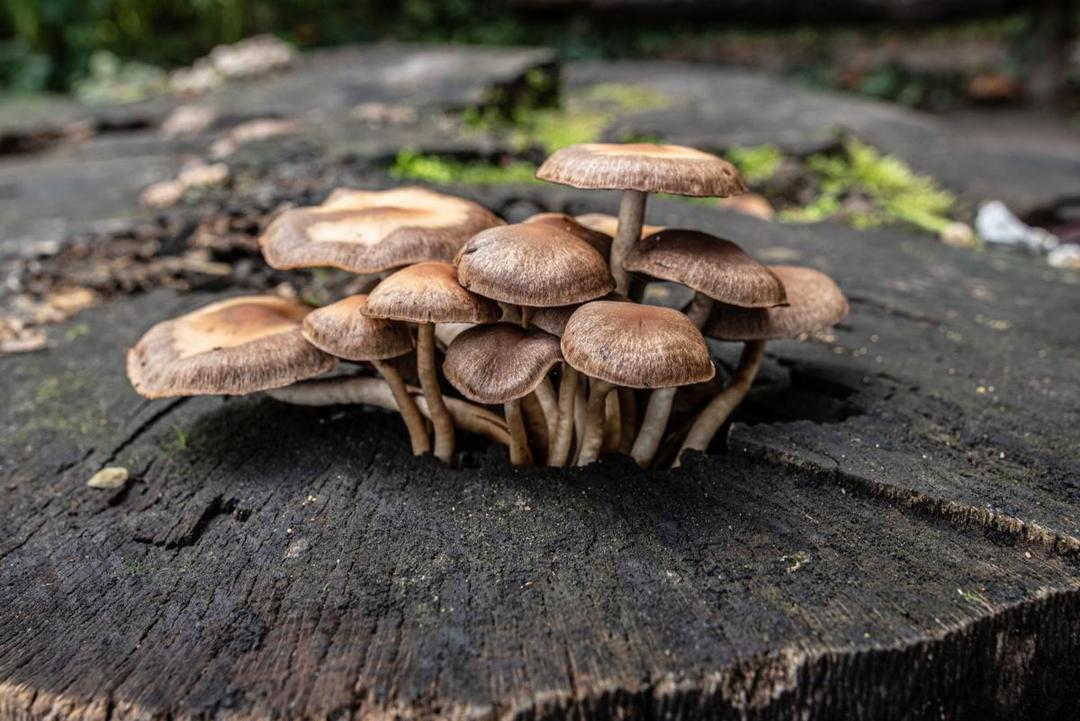 5 Jenis Jamur Edible yang Bisa Kamu Budidayakan di Iklim Tropis
