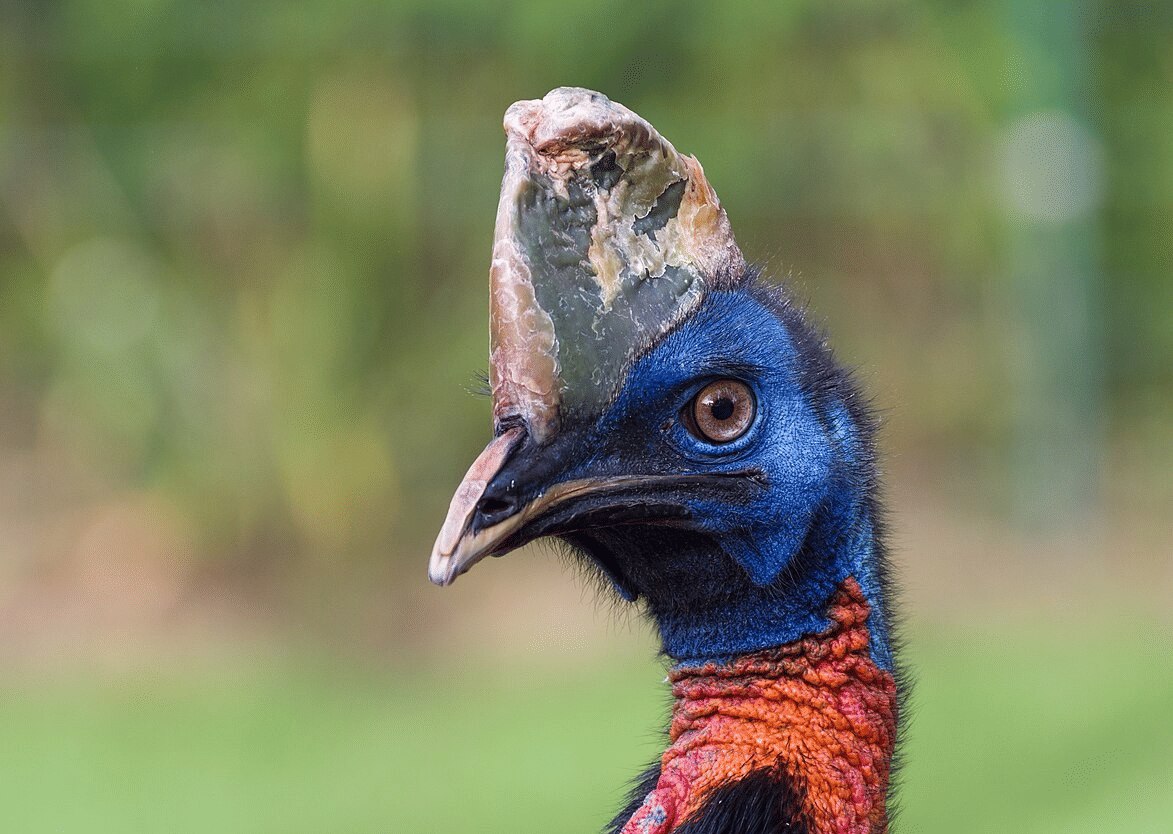 kasuari gelambir tunggal (commons.wikimedia.org/Tuxyso)