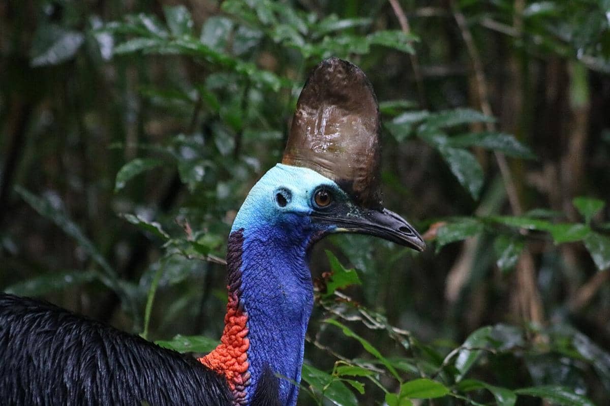 kasuari gelambir ganda, salah satu hewan endemik indonesia (commons.wikimedia.org/Oscar Dove)