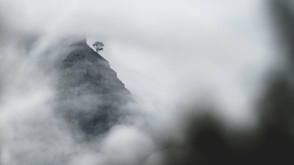 Potret pohon di gunung (pixabay.com/kirildobrev)