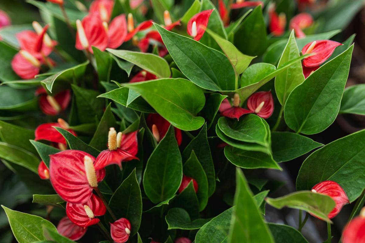 ilustrasi tanaman anthurium (pexels.com/Matheus Bertelli)
