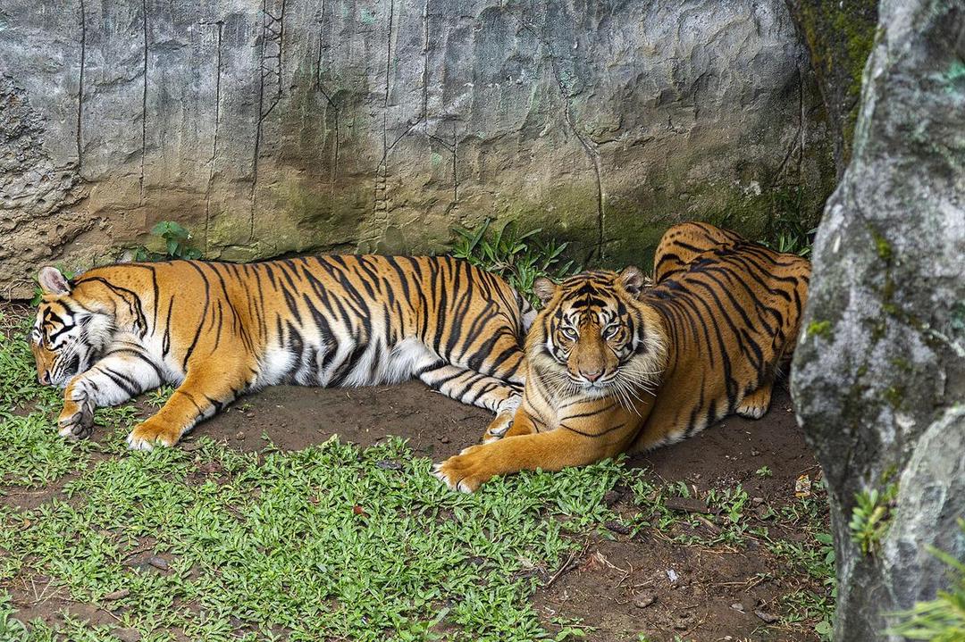 4 Hewan Endemik yang Ada di Sumatra, Populasinya Terancam Punah!