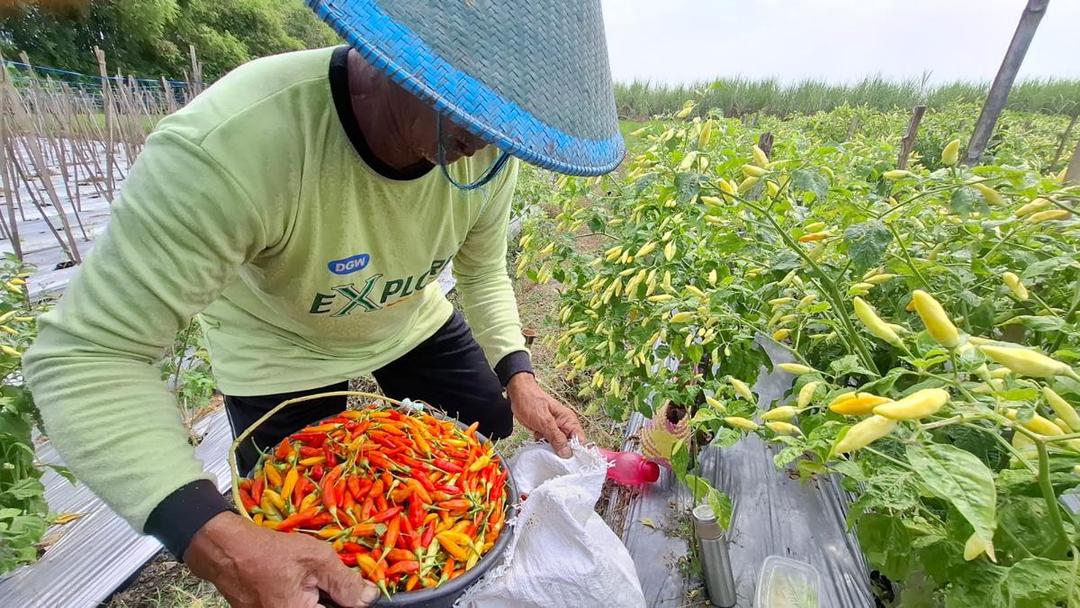 Harga Cabai Rawit di Madiun Tembus Rp65 Ribu, Petani Raup Cuan Jutaan