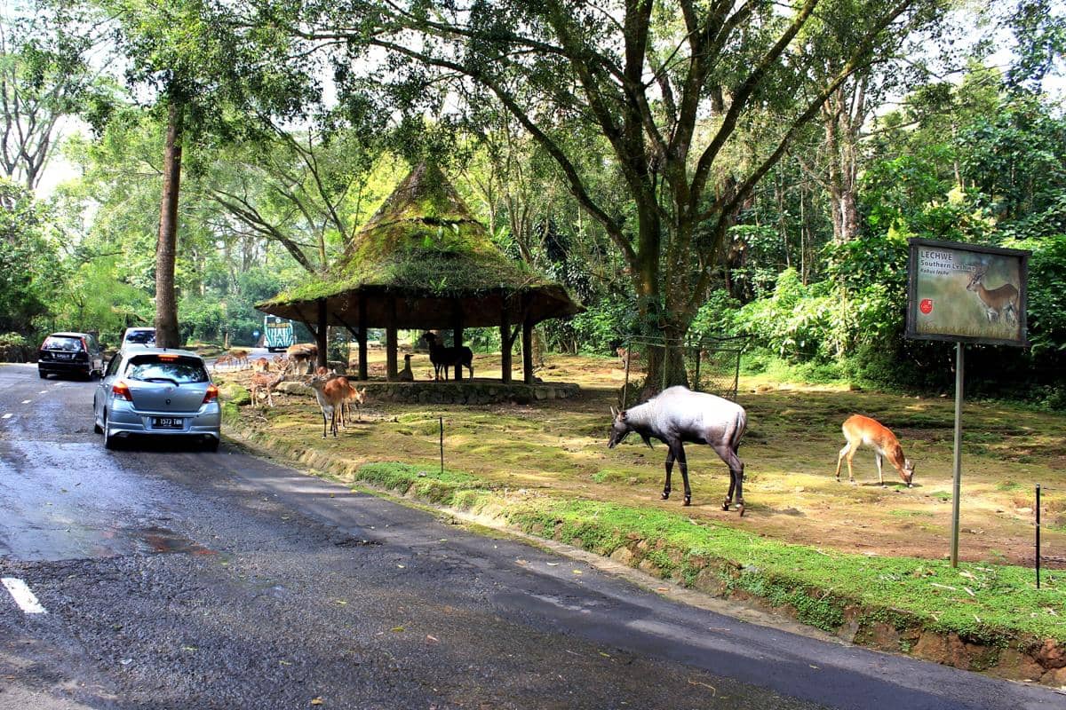 Potret Taman Safari Bogor (commons.wikimedia.org/Arisdp)