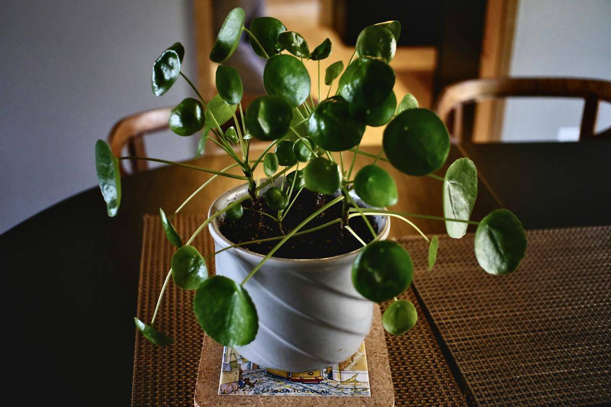 ilustrasi tanaman chinese money plant (unsplash.com/Andrew George)