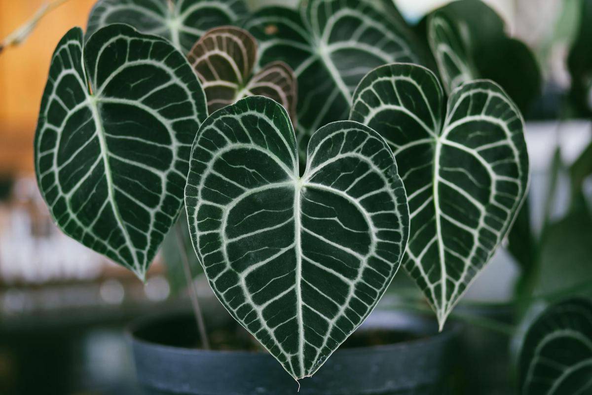 ilustrasi tanaman anthurium crystallinum
