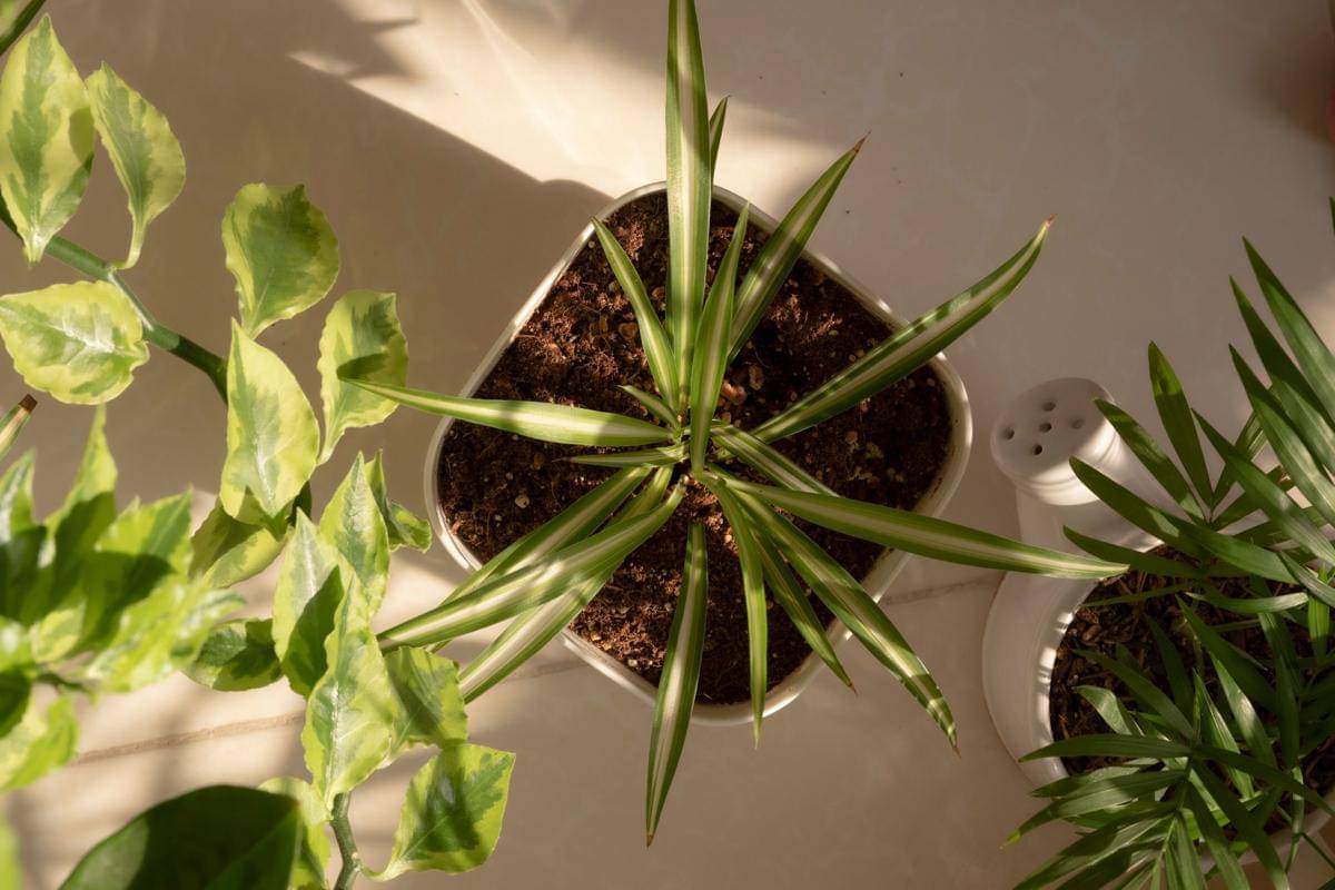 ilustrasi tanaman indoor 