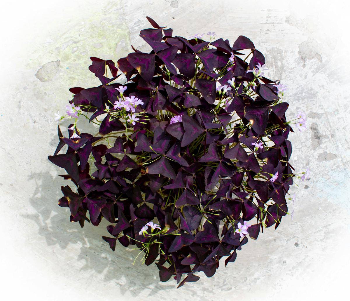 ilustrasi tanaman oxalis triangularis (unsplash.com/Supratik Deshmukh)