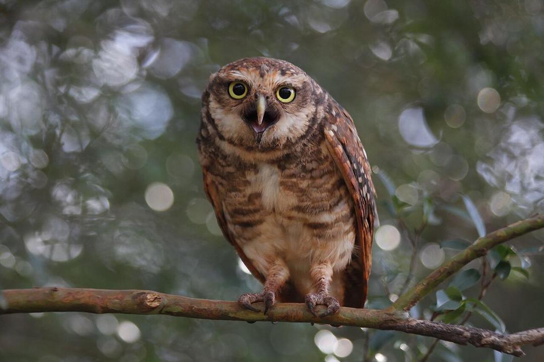 5 Burung Unik yang Hidup di Lubang Bawah Tanah, Lebih Aman dari Ancaman Predator!