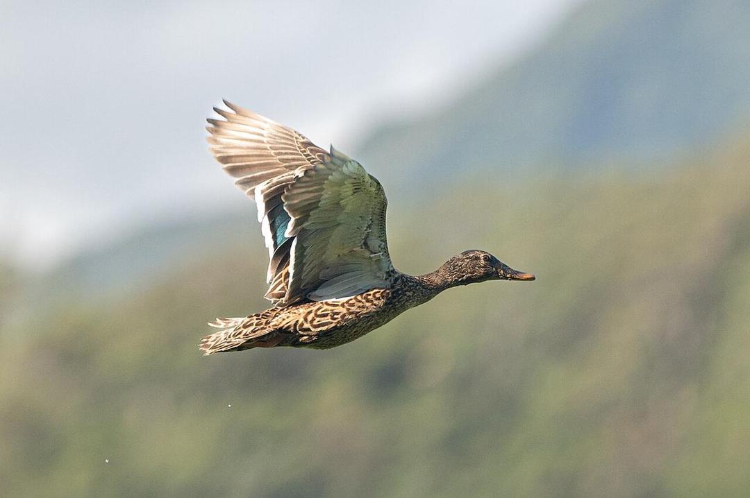 5 Fakta Unik Bebek Hawaii, Endemik Kepulauan Hawaii yang Terancam