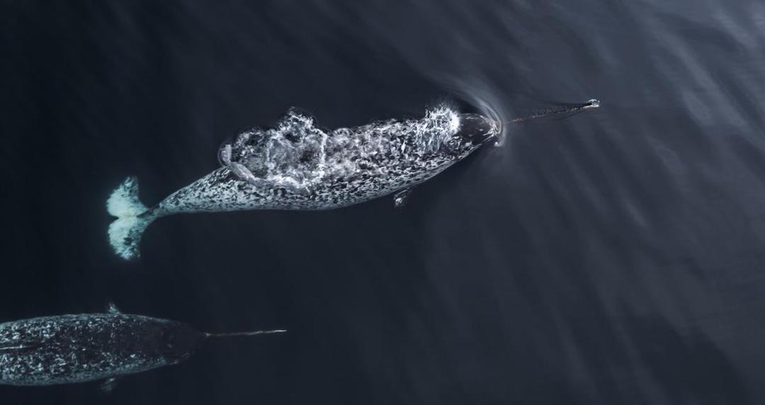 Kenalan Sama 6 Jenis Ikan Paus Paling Keren di Lautan!