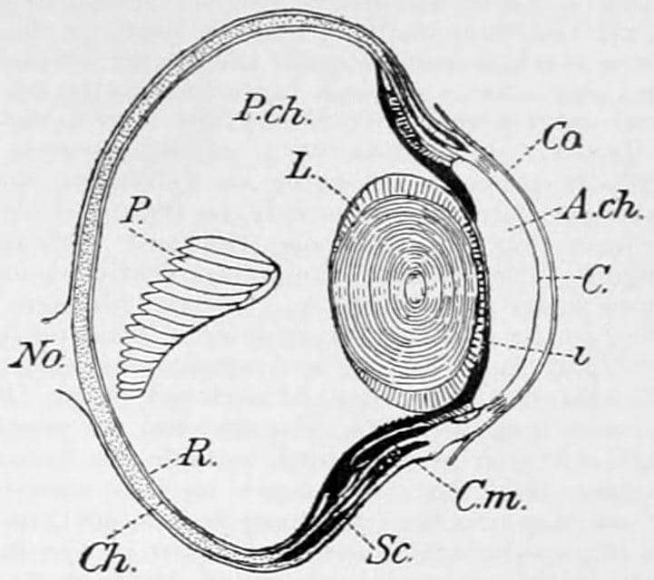 Burung Bisa Menangis