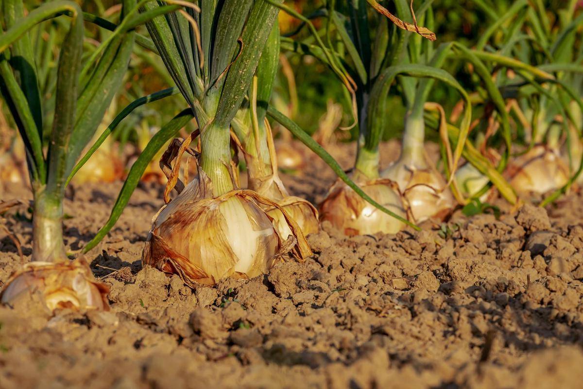 ilustrasi tanaman daun bawang (pixabay.com/Couleur)