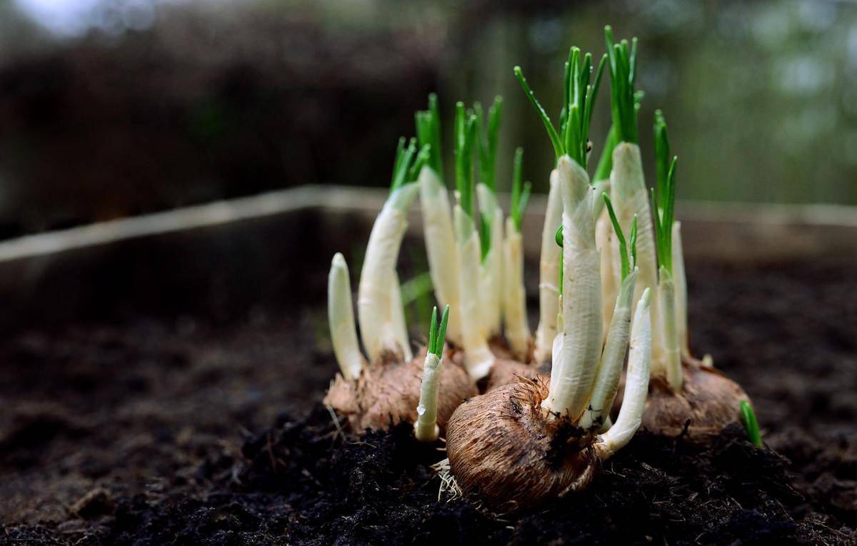 ilustrasi tanaman daun bawang (pixabay.com/congerdesign)