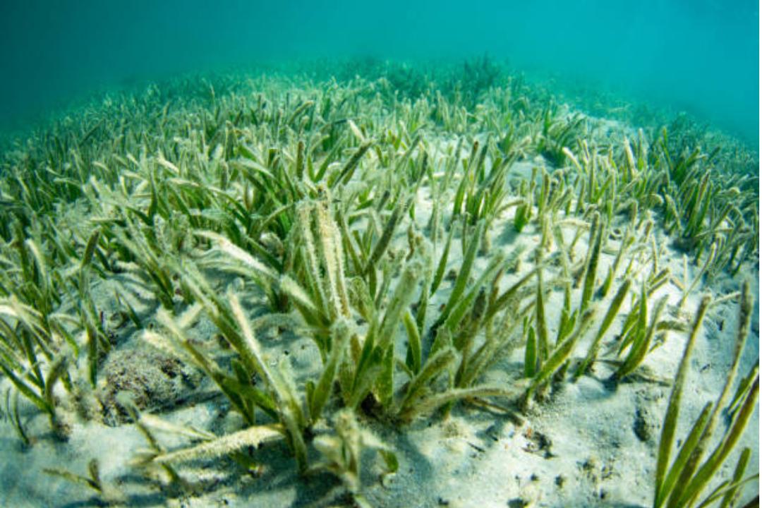 7 Fakta Tumbuhan Terbesar di Dunia yang Hidup di Laut Australia