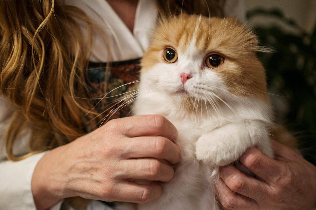 ilustrasi kucing (pexels.com/Cottonbro Studio)