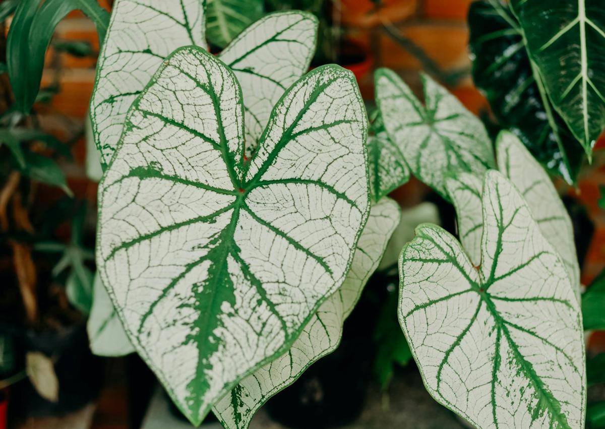 ilustrasi tanaman caladium white christmas