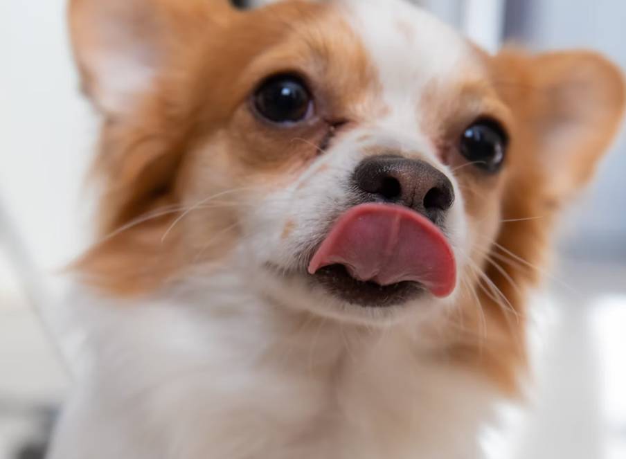 Kenapa Anjing Suka Menjulurkan Lidah? Ternyata Ini Alasannya!