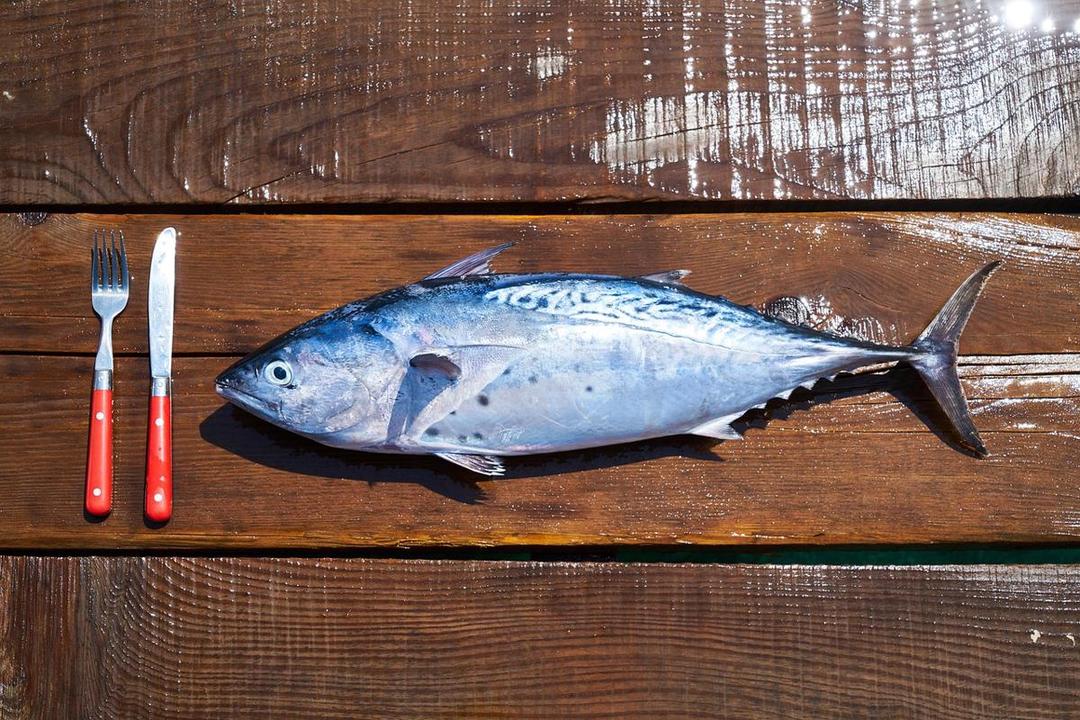 fish-3646493_1280.jpg