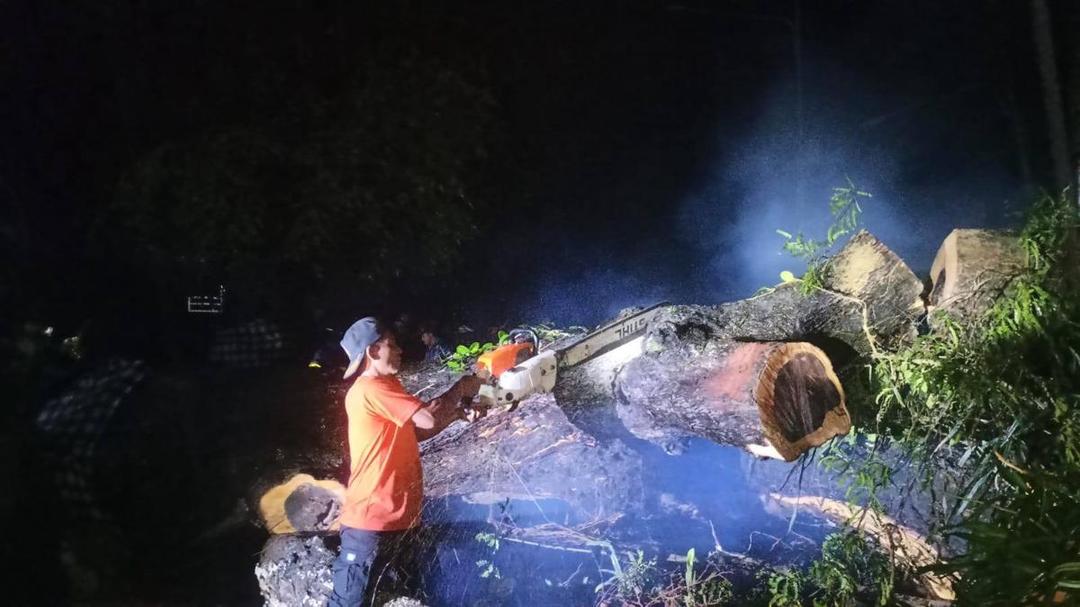 Hujan Deras, Tabanan Dikepung Bencana Pohon Tumbang Hingga Banjir