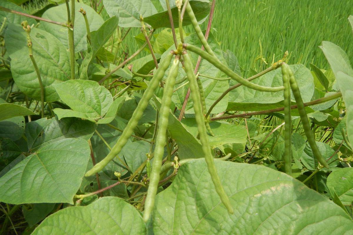 Ilustrasi tanaman kacang hijau (commons.wikimedia.org/Judgefloro)