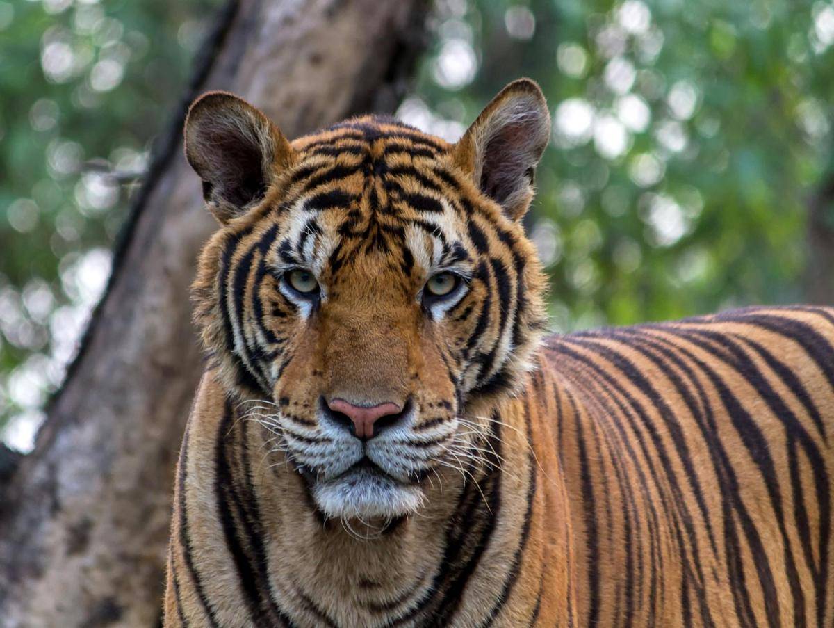 ilustrasi harimau (pexels.com/Pixabay)