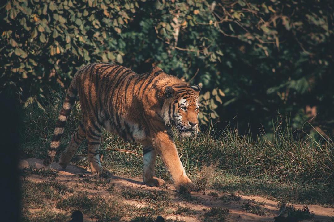 Kronologi Petani Tewas Dimangsa Harimau di Lampung Barat