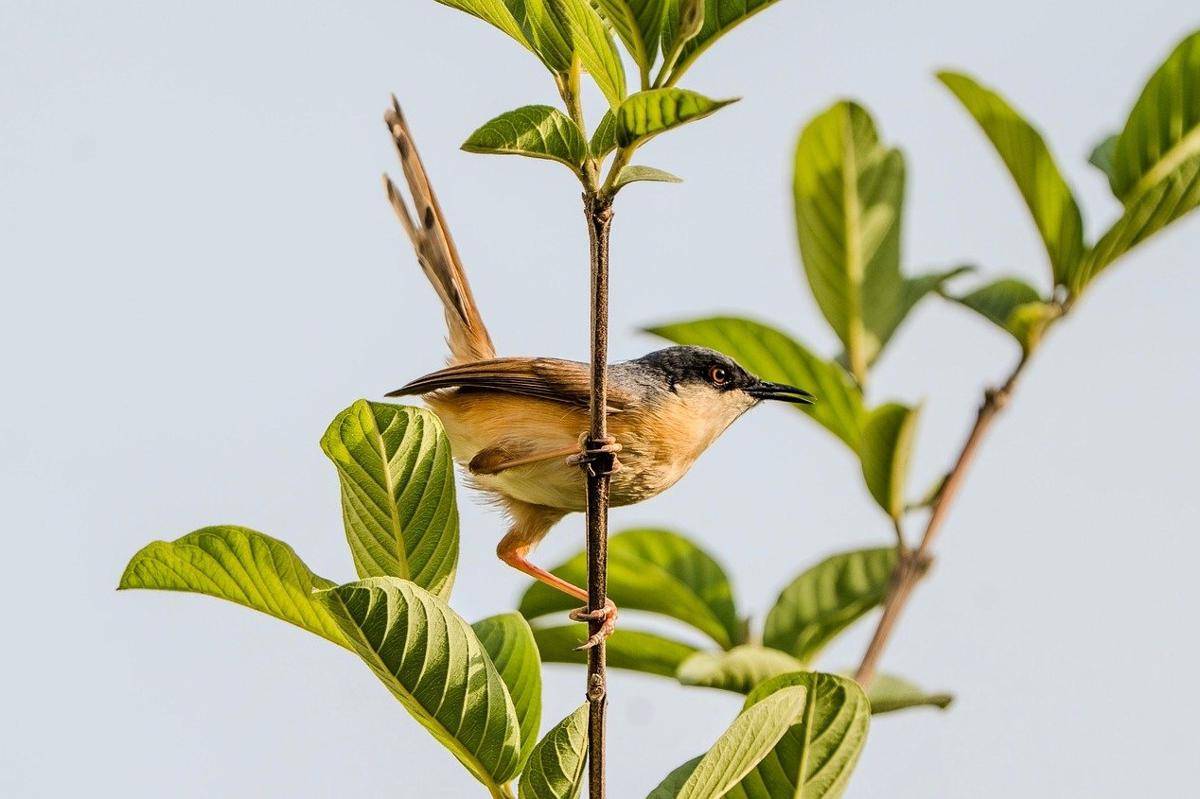 Potret burung Ciblek sedang hinggap di pohon jambu (pixabay.com/balouriarajesh)